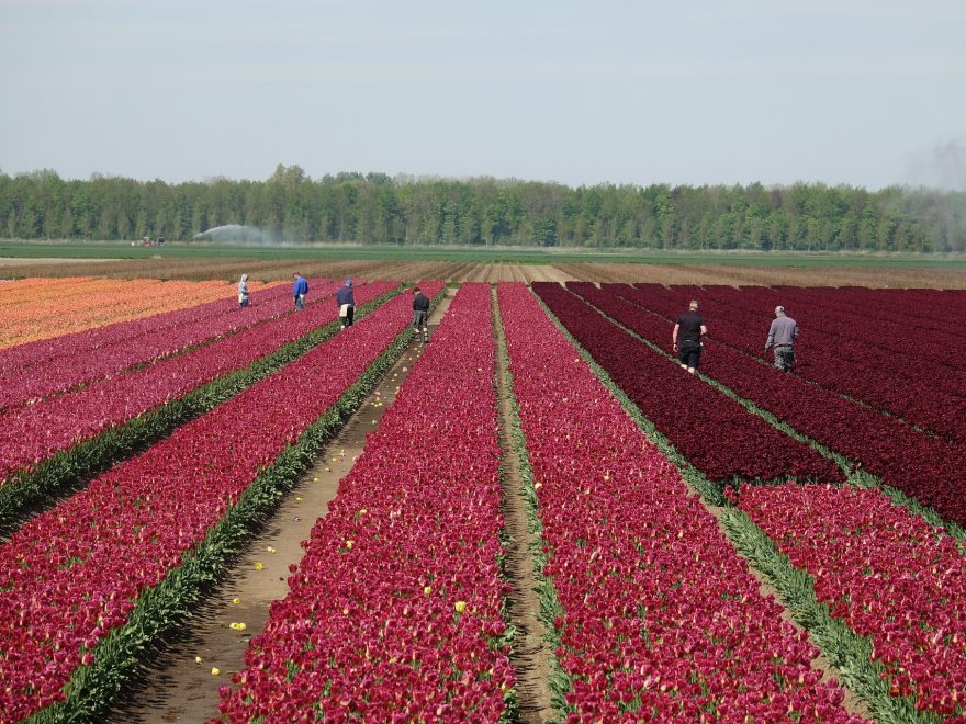 Praca tymczasowa na platnacji tulipanów w Holandii